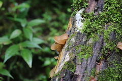 Auricularia heimuer