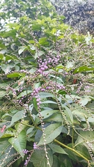 Eirmocephala brachiata