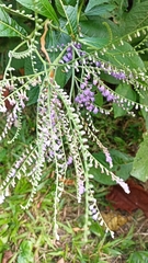 Eirmocephala brachiata