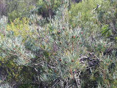Leucadendron meyerianum