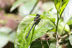 Eusynthemis aurolineata