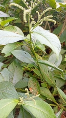 Eirmocephala brachiata