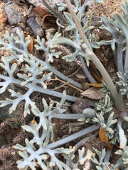 Eschscholzia minutiflora