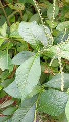 Eirmocephala brachiata