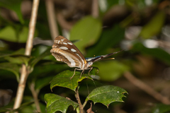 Phaedyma shepherdi