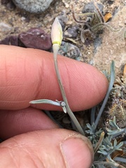 Eschscholzia minutiflora