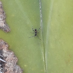 Coreidae