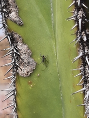 Coreidae