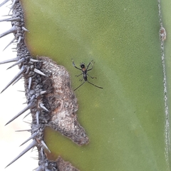 Coreidae