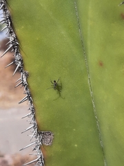 Coreidae