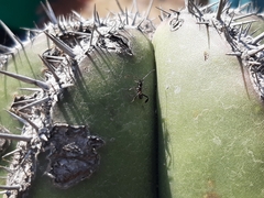 Coreidae