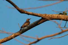 Melanerpes