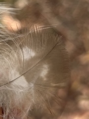 Podargus strigoides