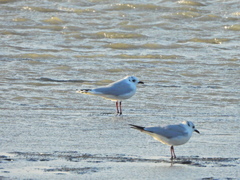 Saundersilarus saundersi