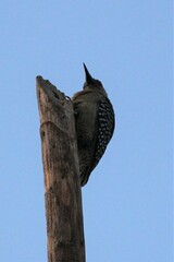 Melanerpes