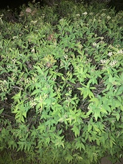 Spiraea cantoniensis