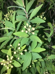 Spiraea cantoniensis