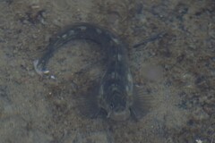Istiblennius zebra