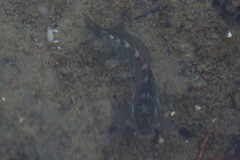 Istiblennius zebra