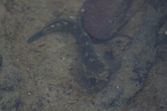 Istiblennius zebra
