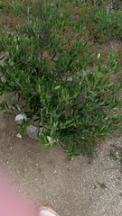 Olea europaea
