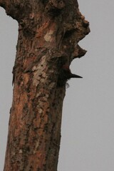 Melanerpes
