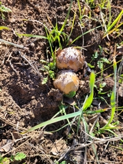 Coprinellus bipellis