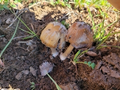 Coprinellus bipellis