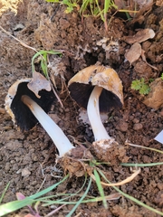 Coprinellus bipellis