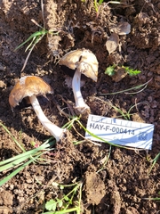 Coprinellus bipellis