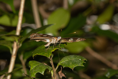 Phaedyma shepherdi