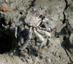 Episesarma versicolor