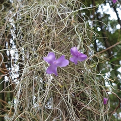 Tillandsia streptocarpa