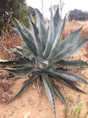Agave