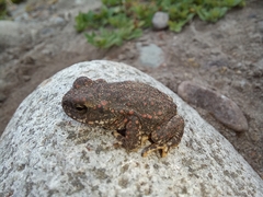 Rhinella spinulosa