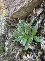 Dudleya lanceolata