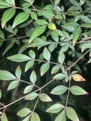 Nandina