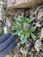 Dudleya lanceolata