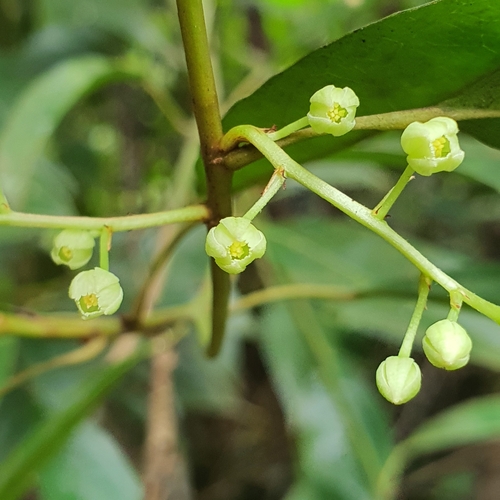Elaeocarpus mastersii, photograph 5
