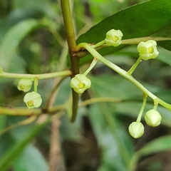 Elaeocarpus mastersii