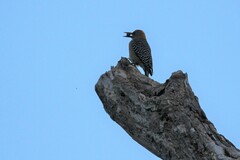Melanerpes