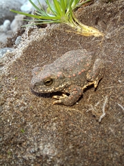 Rhinella spinulosa