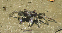 Episesarma versicolor