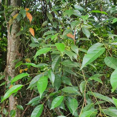 Image of Elaeocarpus mastersii by (c) pbsg, some rights reserved (CC BY)