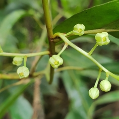 Elaeocarpus mastersii