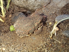 Rhinella spinulosa