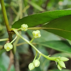 Elaeocarpus mastersii