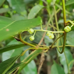 Elaeocarpus mastersii