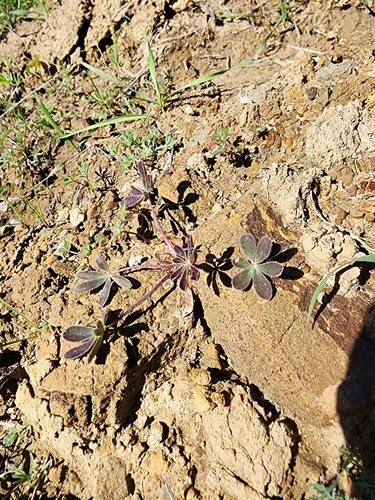 Rodeo Rose Arroyo Lupine foliage