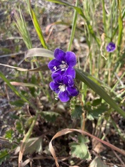 Phacelia parryi